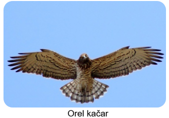 orel kacar1